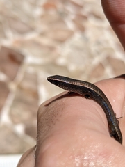 Gymnophthalmus underwoodi