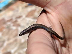 Gymnophthalmus underwoodi