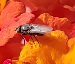 Diptera