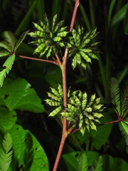 Mimosa polydactyla