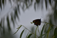 Limenitis archippus obsoleta