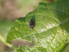 Agrilinae