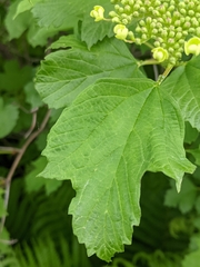 Viburnum opulus opulus