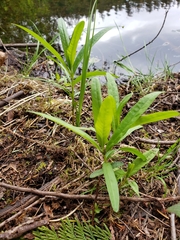 Lysimachia thyrsiflora