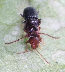 Aulacothorax copalina