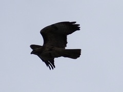 Buteo jamaicensis
