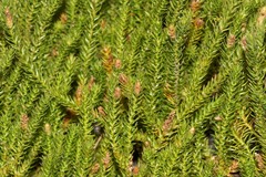 Lateristachys lateralis