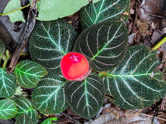 Pearcea hypocyrtiflora