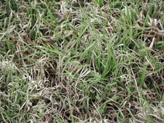 Bouteloua dactyloides