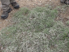 Bouteloua dactyloides