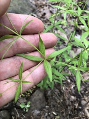 Galium arkansanum