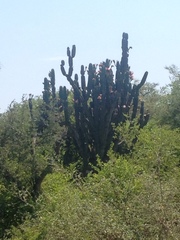 Cereus forbesii