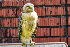 Buteo lineatus