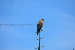 Buteo lineatus