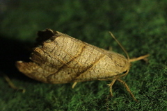 Drepaninae