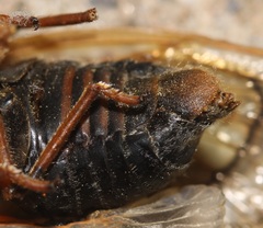 Magicicada septendecula