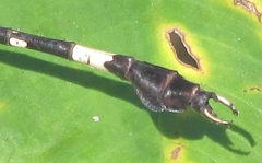 Phyllogomphoides pacificus