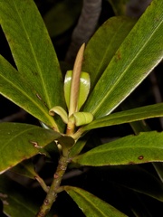 Myrsine salicina