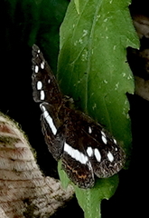 Janatella fellula