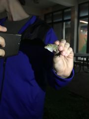 Anolis cristatellus cristatellus