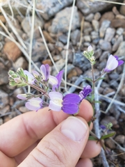 Collinsia linearis