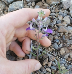 Collinsia linearis