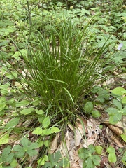 Carex jamesii