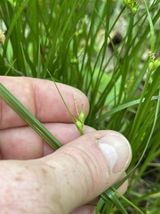 Carex jamesii
