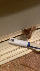 Callosamia promethea