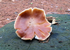 Rhodocollybia butyracea image