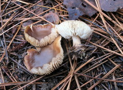 Rhodocollybia butyracea image