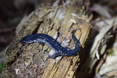 Plethodon chattahoochee