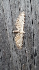 Eupithecia ravocostaliata