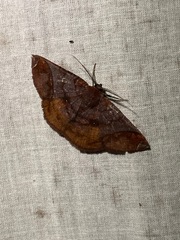 Thysanopyga abdominaria