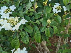 Viburnum