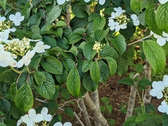 Viburnum