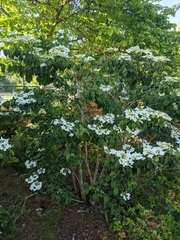 Viburnum
