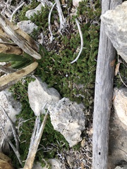 Selaginella wrightii