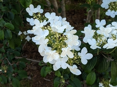 Viburnum