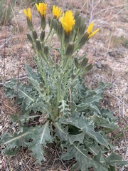 Crepis intermedia