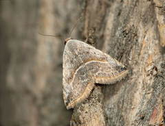 Eublemma marginula