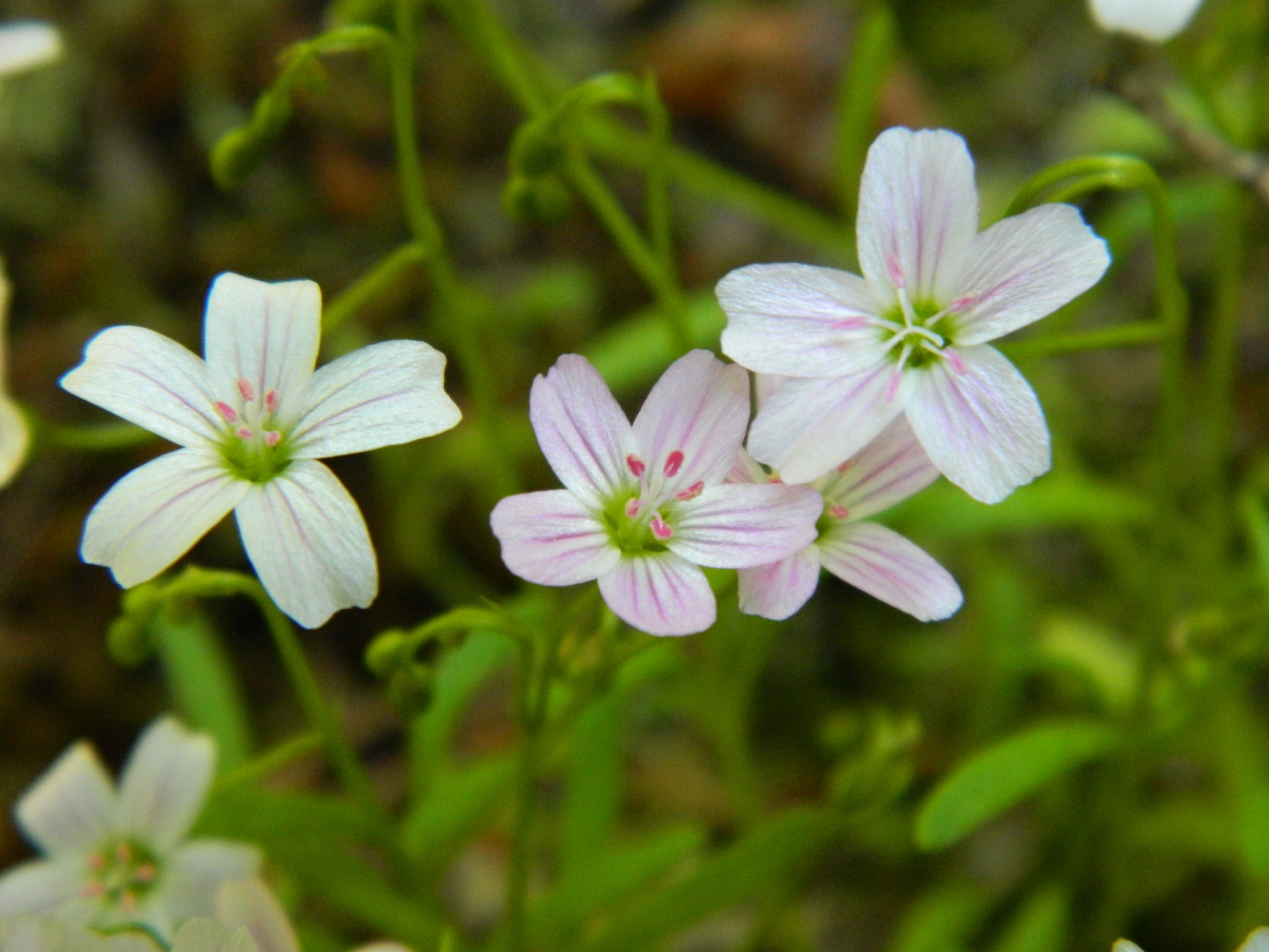 Claytonia arenicola