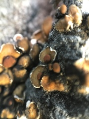 Psora pseudorussellii