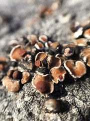 Psora pseudorussellii