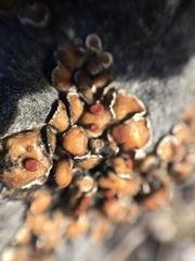 Psora pseudorussellii