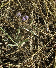 Denekia capensis image