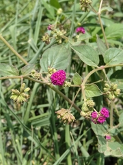 Boerhavia coccinea