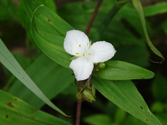 Tradescantia ozarkana