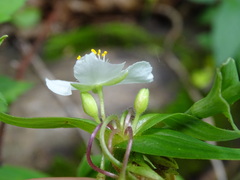 Tradescantia ozarkana
