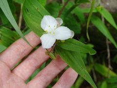 Tradescantia ozarkana